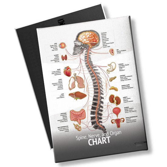 Chiropractic "Chart" Spine, Organ, Nerve Chart