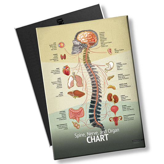 Chiropractic "Spine Chart" Spine, Organ, Nerve Chart.