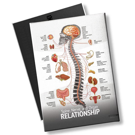 Chiropractic "Relationship" Spine, Organ, Nerve Chart