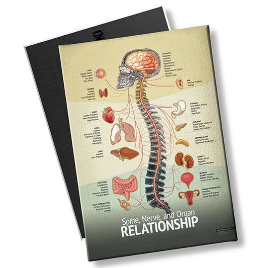 Chiropractic "Relationship" Spine, Organ, Nerve Chart