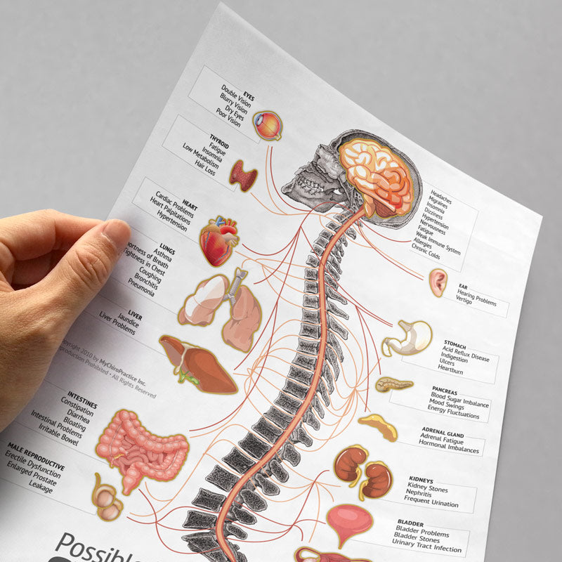 Letter Size Organ, Spine and Nerve Chart Tear-Off Pads