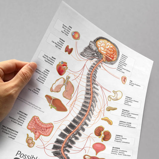 Letter Size Organ, Spine and Nerve Chart Tear-Off Pads